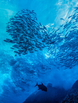 Waves breaking on volcanic rocks with schooling Green jacks (Caranx caballus) and a single Black jack (Caranx lugubris) swimming by, Revillagigedo Islands, Mexico, Pacific Ocean. 