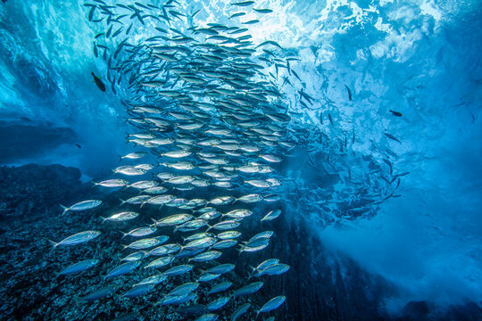Waves breaking on volcanic rocks with schooling Green jacks (Caranx caballus), Revillagigedo Islands, Mexico, Pacific Ocean. 