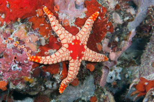 Necklace starfish (Fromia monilis) on coral reef, Ari Atoll, Maldives, Indian Ocean. 