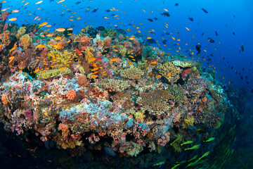 Coral reef scene, Ari Atoll, Maldives, Indian Ocean. 