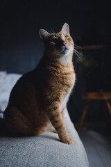 Gato mirando al techo