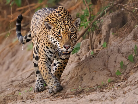 Jaguar (Panthera onca) walking along riverbank, Pantanal, Brazil. 