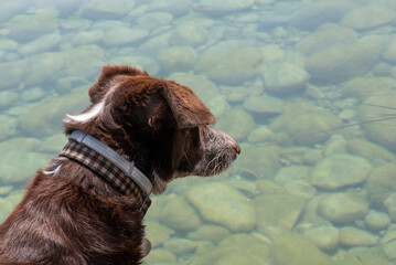 Portrait of dog in profile with river background, parasite collar and plaid collar with name and contact telephone number, brown dog with white stripe.