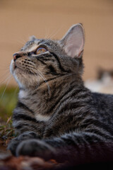 Close up of a grey tabby miniature cat looking away.