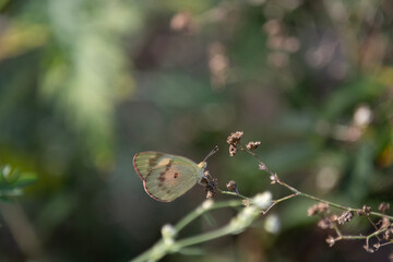 Colotis amata, the small salmon Arab, is a small butterfly of the family Pieridae, that is, the...
