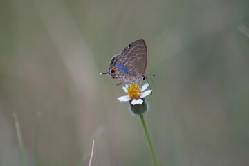 Euchrysops cnejus, the gram blue, is a small butterfly that belongs to the lycaenids or blues...