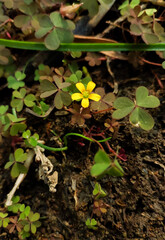 Foliage yellow flowers blooming in green plants growing in garden, nature photography, natural gardening background, floral wallpaper 
