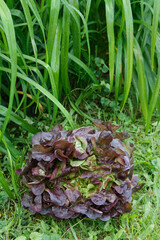 Red Batavia lettuce placed in garden