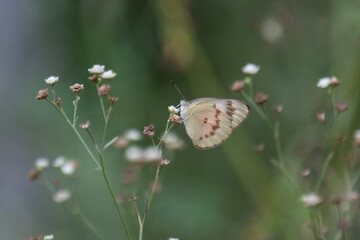 Colotis amata, the small salmon Arab, is a small butterfly of the family Pieridae, that is, the yellows and whites. It is found in Africa and Asia