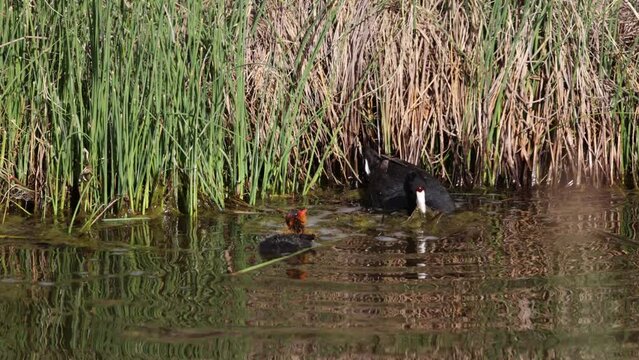 Mother coot sorts through piles of green swampy material while baby waits to be fed.