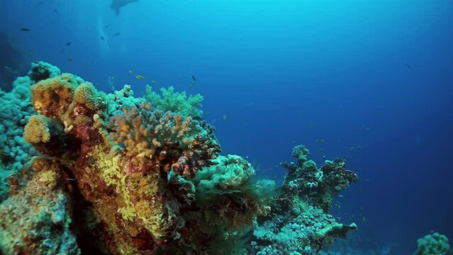 A coral reef with a variety of fish swimming around it. The reef is teeming with life and the water is a deep blue color