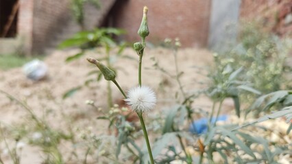 Dandelion seeds pods blowing in the wind across a summer field background