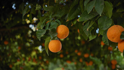 Close-up of ripe oranges hanging on a tree in a sunlit orchard in murcia, spain, depicting fresh produce.