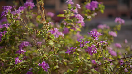 Pink lantana camara blooms in sunny murcia, spain, showcasing nature's beauty in an outdoor setting.