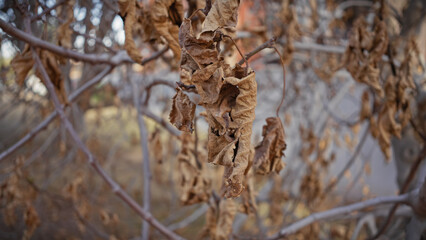 Close-up of autumnal dried leaves hanging on bare branches against a soft-focused natural background in murcia, spain.