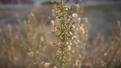 Close-up of dried herbs with seeds in sunlit murcia, spain, suggesting arid climate vegetation.