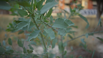 Close-up of green leaves in murcia, spain, showcasing natural outdoor flora with soft focus background.