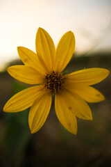 Kwiaty na polu, Opolskie © Przemysaw