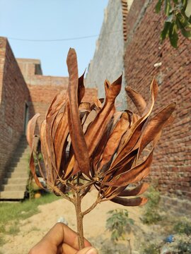 Dry seeds pods of mimosa tree, single Branch of mimosa tree without leaf, nature and sunlight fall looking like muringa pods
