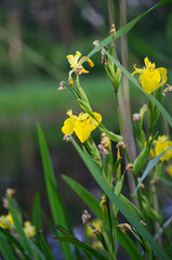 Kwiaty na polu, Opolskie © Przemysaw