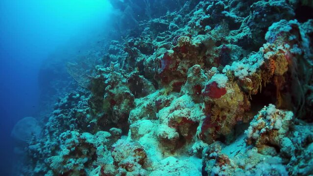 A rocky reef with a blue ocean in the background. The reef is covered in algae and has a rocky surface