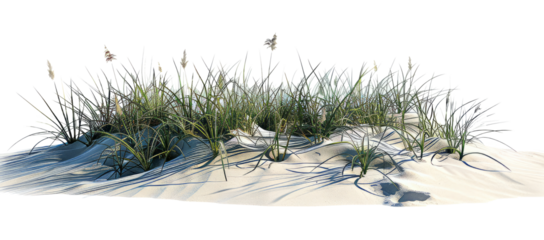 Wave-like design of sea oats and beach grass along a coastal restoration project