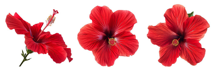 Obraz premium Set of tropical red hibiscus flowers isolated on transparent background