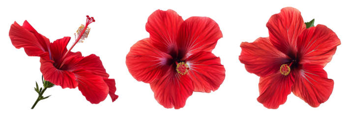 Set of tropical red hibiscus flowers isolated on transparent background