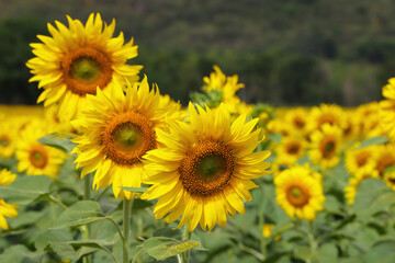 sunflowers blossom in the field