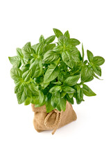 Fresh green Basil pot, isolated on white background.