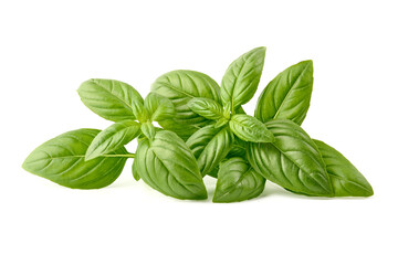 Raw Green Organic Basil leaves, isolated on white background.