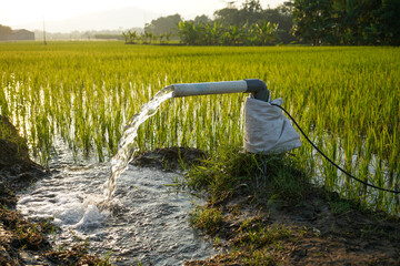 Irrigation of rice fields using pump wells with the technique of pumping water from the ground to...