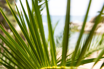 Close up of an intense green palm leaf with the sea in the background on a beautiful summer morning in the Spanish Mediterranean