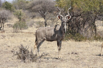Close-Up of a Deer in a South African Game Farm