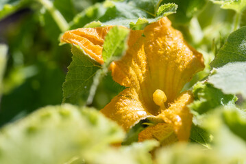 pumpkin flower