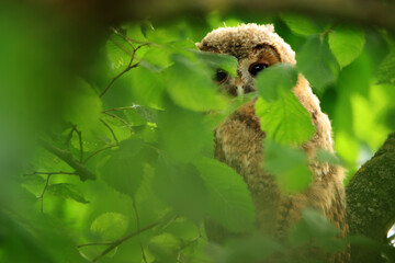 A young tawny owl sits on a branch among the leaves.