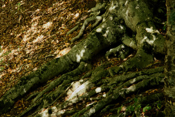 Close up view of tree roots illuminated by the sun on the ground in a tranquil natural setting