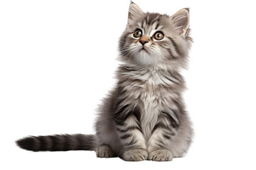 Obraz premium Cute gray kitten on a transparent background