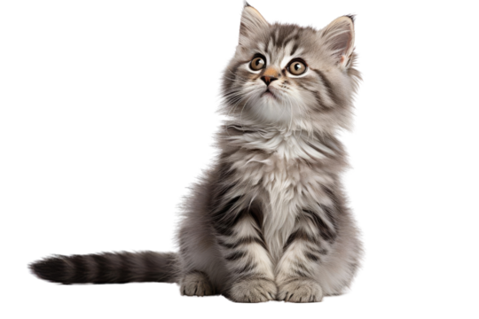 Cute gray kitten on a transparent background