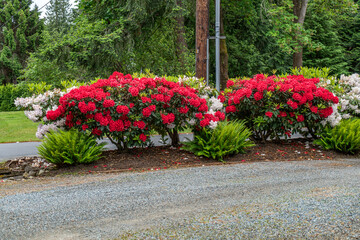 Obraz premium Red Flower Bushes 4