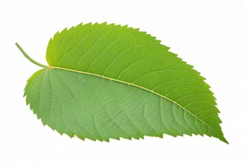 green leaf isolated on white