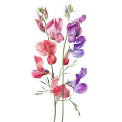 Obraz premium A beautiful bouquet of pink Lathyrus odoratus and orchids isolated on a white background