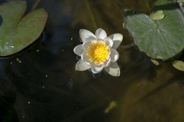 Nenufar, lilia wodna.  © Blaszko