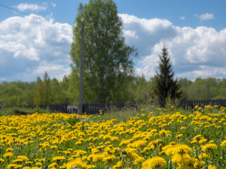 landscape with dandelions
