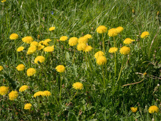 dandelions on a sunny spring day