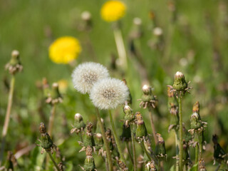 dandelions in green grass close up