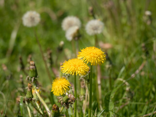 dandelions in green grass closeup