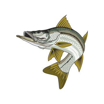 snook fishing illustration logo vector image t shirt