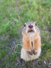 A gopher is looking at the camera and smiling in a grassy meadow. Selective focus. Close-up