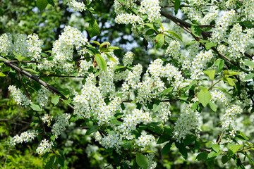 Large flowering bird cherry tree as a background or backdrop